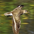 Two Common Sandpipers in the saltwater creek<br />Canon EOS 7D + EF400 F5.6L